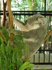 australia_zoo_061.jpg