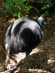australia_zoo_065.jpg