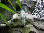australia_zoo_207.jpg