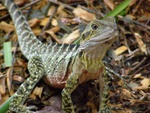 australia_zoo_261.jpg
