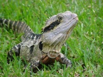 australia_zoo_267.jpg