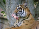 australia_zoo_290.jpg
