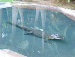 australia_zoo_427.jpg