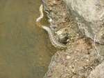 water snake