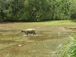 water buffalo