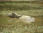 water buffalo cooloing off