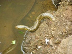 water snake