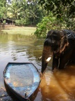 elephant at spice plantation