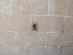 our very furry tarantula freind